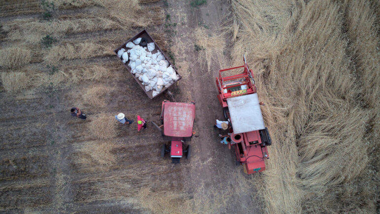 Harvesting wheat in Serbia. ©FAO/Blagoje Grujic