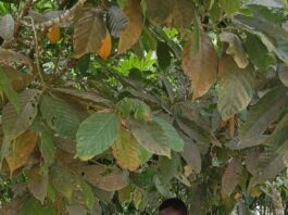 Innovative Training For Cocoa Farmers In Daboase Ched District: Bridging The Knowledge Gap , Enhancing Adoption Of Gaps And Promoting Sustainability