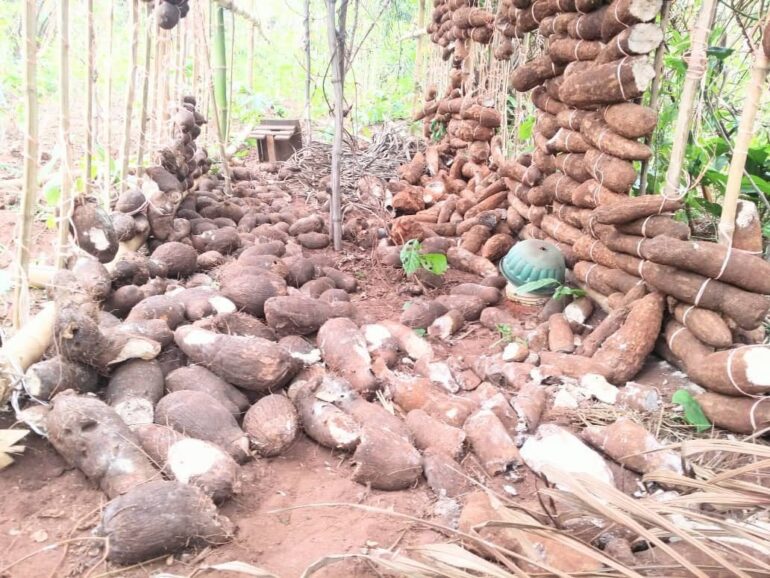 Cattle invaded farm, destroy thousands of yams and cassava
