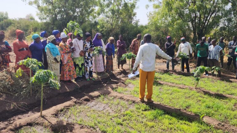 ROWFAD introduces Fonio to women farmers