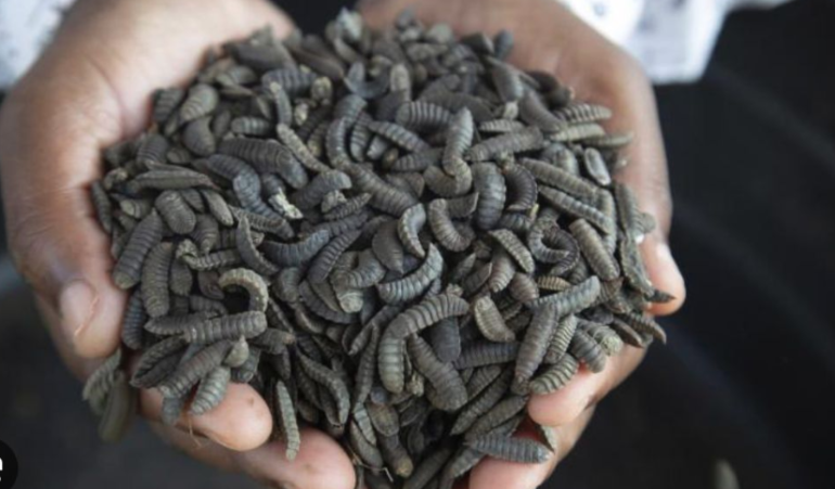 Organic Waste: Black Soldier fly Technology is one solution