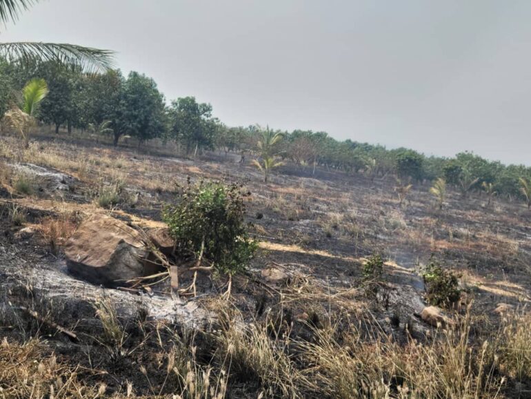 12-Acre Mango Farm destroyed by fire