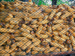 Maize storage in Kazakhstan. ©FAO/Didar Salimbayev