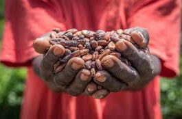 Troubling Trend In Ghana's Cocoa Production