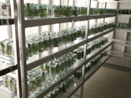 Strengthening the conservation and sustainable use of plant genetic resources is a fundamental necessity for ensuring a more sustainable, resilient and food-secure future for all, according to FAO Director-General QU Dongyu. ©Crop Trust