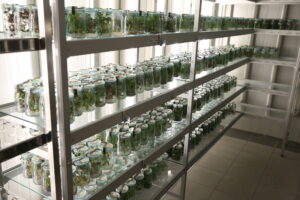 Strengthening the conservation and sustainable use of plant genetic resources is a fundamental necessity for ensuring a more sustainable, resilient and food-secure future for all, according to FAO Director-General QU Dongyu.©Crop Trust
