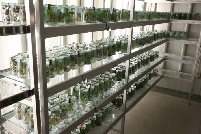 Strengthening the conservation and sustainable use of plant genetic resources is a fundamental necessity for ensuring a more sustainable, resilient and food-secure future for all, according to FAO Director-General QU Dongyu. ©Crop Trust