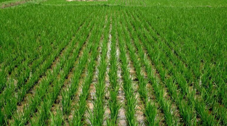 Government urged to pay critical attention to agricultural sector