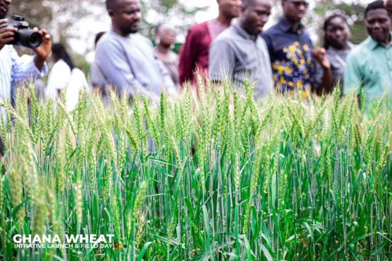Ghana Wheat Initiative launched to boost domestic production and food security
