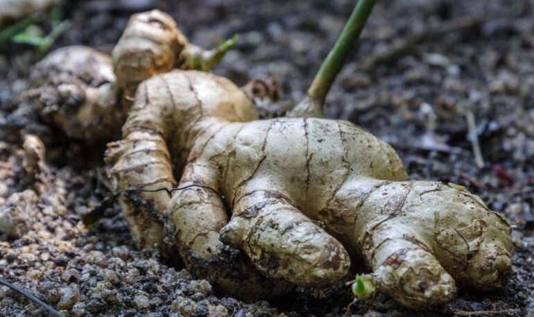 ginger