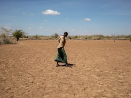A farmer walks around his drought-stricken farm at Guricade village in Beletweyne, Hirshabelle state, Somalia, in 2022. ©FAO/ARETE/Ismail Taxta