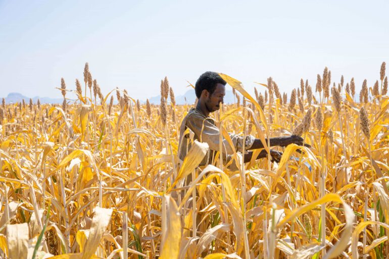 Sorghum harvesting in 2024, Reifi Kassala, Kassala State. ©FAO/Mahmoud Shamrouk