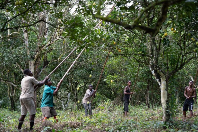 Germany urged to rethink African agricultural aid model amid food crisis