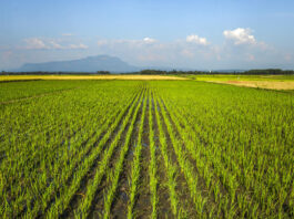 Rice growing in Uganda. ©FAO/Stuart Tibaweswa