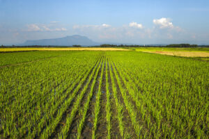 Rice growing in Uganda.©FAO/Stuart Tibaweswa
