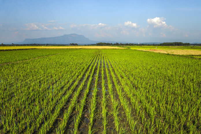 Rice growing in Uganda. ©FAO/Stuart Tibaweswa