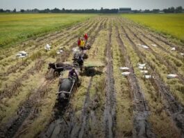 Philippines - Capacity Development and Experience Sharing for Rice Value Chains through SSTC