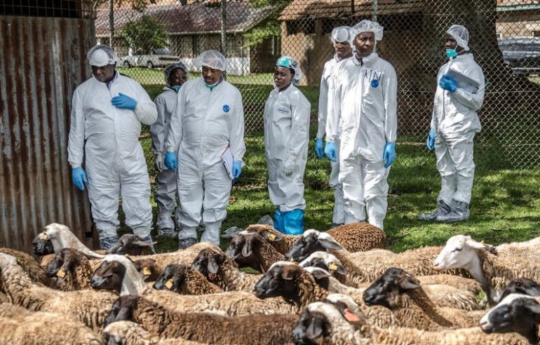 A FAO training course for veterinarians in Kenya. ©FAO/Luis Tato