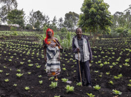 Around 2.5 million more people have been pushed into acute food insecurity, as UN agencies grapple with increasing needs. ©FAO / Alessandra Benedetti