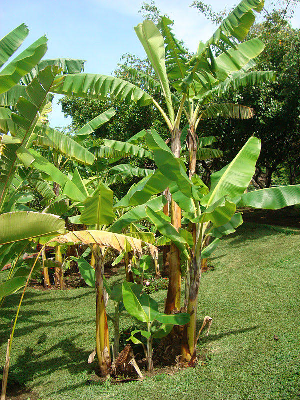 CSIR-CRI urges investment in irrigation for plantain farms