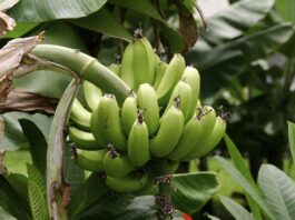 plantain