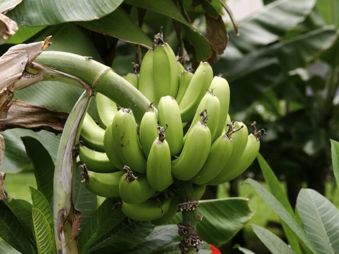 plantain