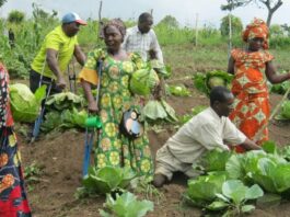 “Twice Marginalised, Yet Full of Potential”: Empowering Women with Disabilities in Ghana’s Agricultural Value Chain