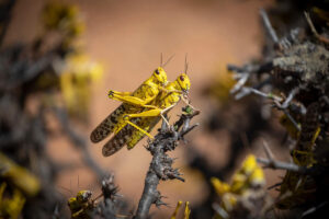 The desert locust remains one of the world’s most destructive migratory pests.©FAO/Sven Torfinn