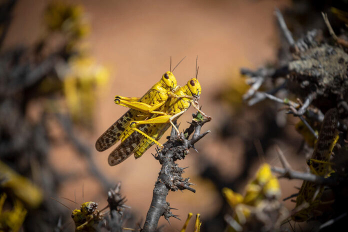 The desert locust remains one of the world’s most destructive migratory pests. ©FAO/Sven Torfinn