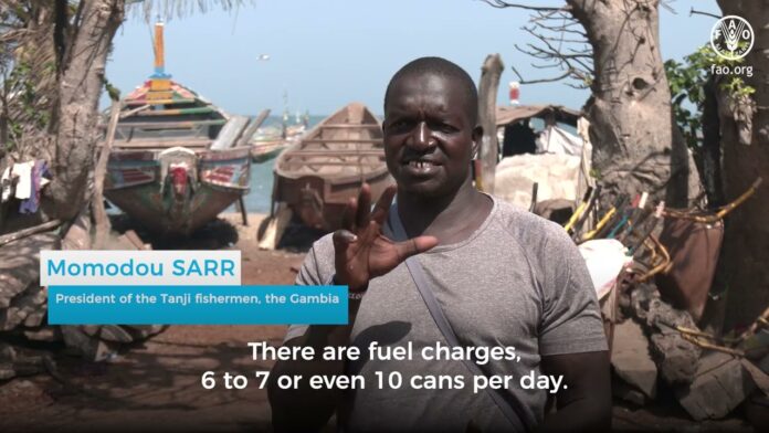 Sardinella: A shared responsibility