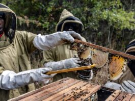 Globally, honey production reached 1 894 thousand tonnes in 2023, with Africa having the highest growth rate. ©FAO/Luis Tato