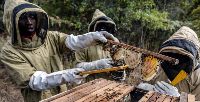 Globally, honey production reached 1 894 thousand tonnes in 2023, with Africa having the highest growth rate. ©FAO/Luis Tato