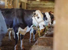 FMD is a highly contagious viral disease affecting cloven-hoofed animals, including cattle, pigs, sheep, goats, and various wild species. ©FAO