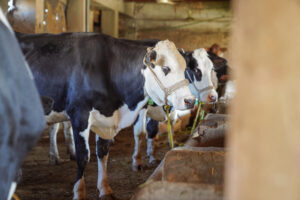 FMD is a highly contagious viral disease affecting cloven-hoofed animals, including cattle, pigs, sheep, goats, and various wild species.©FAO