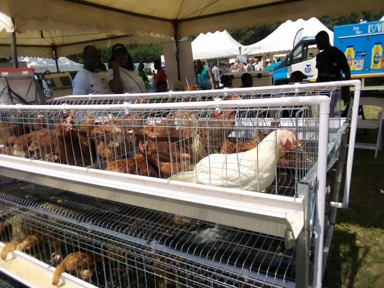 Government begins process of procuring birds for ‘Nkoko Nkitinkiti’ initiative   