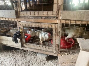 Poultry business losing its lucrativeness — Market Queen