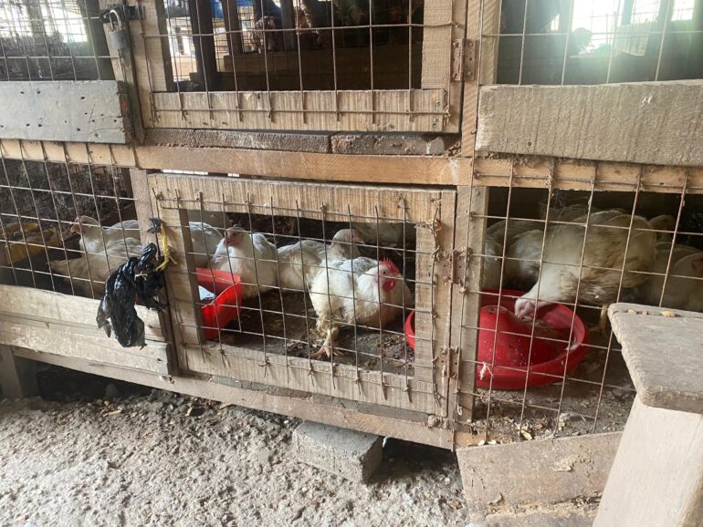 Poultry business losing its lucrativeness — Market Queen
