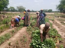 Photos showing some women farmers at work 