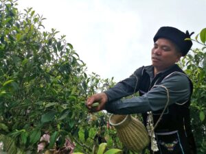 Tea - China's priceless gift to the world 