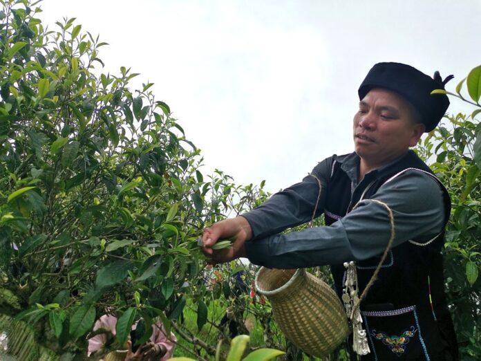 Tea - China's priceless gift to the world 