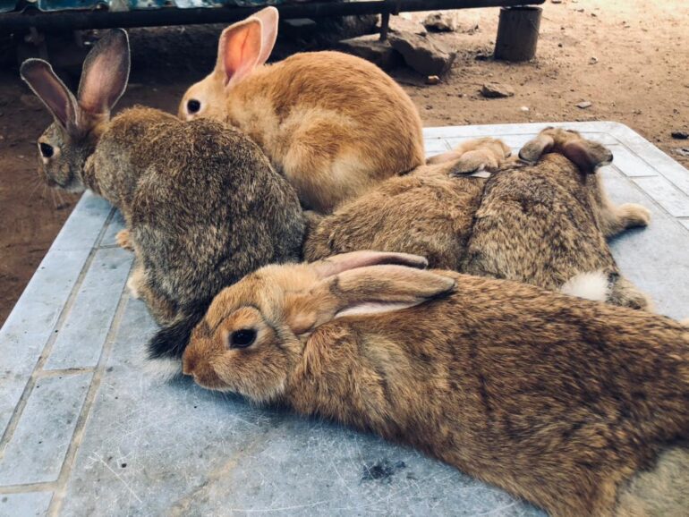 Animal farmer advocates rabbit farming to tackle youth unemployment