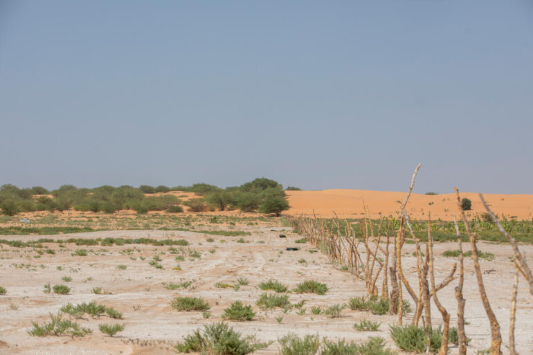Combating desertification ©FAO/Giulio Napolitano