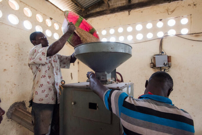 Farmers working with the new milling machine at the Holima Agri-business Centre in Bo District, Sierra Leone. ©FAO/Sebastian Liste Farmers working with the new milling machine at the Holima Agri-business Centre in Bo District, Sierra Leone. ©FAO/Sebastian Liste