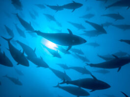 In marine fishing areas under effective fisheries management, sustainability rates far exceed the global average ©FAO/Kurt Arrigo