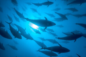 In marine fishing areas under effective fisheries management, sustainability rates far exceed the global average©FAO/Kurt Arrigo