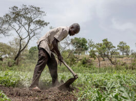 A farmer prepares the soil on his farm with a hoe ahead of planting season in Gitikiri, Yambio County, South Sudan. ©FAO/Arete/Patrick Meinhardt