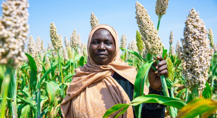 A new indicator shows that several major crops could lose half their best or optimally suitable land by 2100 ©FAO/Mahmoud Shamrouk