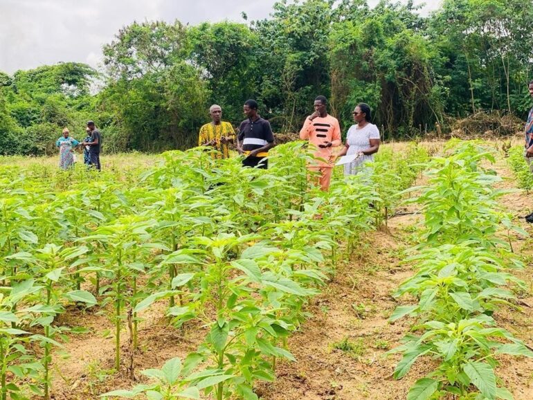 Reviving Ghana’s indigenous greens for health, resilience, and sustainability