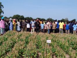 Breaking Barriers: How Ghana’s PBR Cowpea Variety Inspires Women to have access to Farmland 