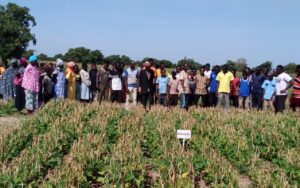 Breaking Barriers: How Ghana’s PBR Cowpea Variety Inspires Women to have access to Farmland 